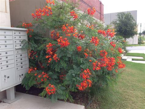 pride of barbados plant in austin tx amazing colorful drought tolerant tx native that