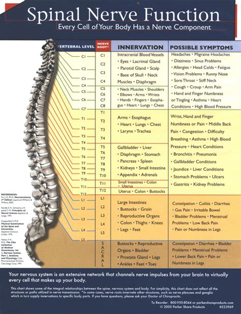 Spinal Nerve Function Coberly Chiropractic Inc