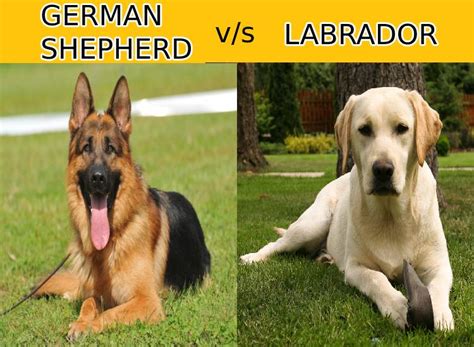 German Shepherd Vs Labrador All That You Need To Know