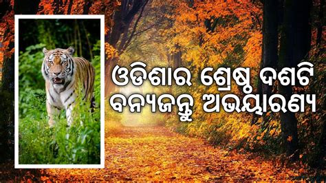 Top Wildlife Sanctuaries In Odisha