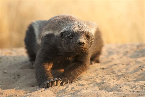 Thekongblog Worlds Meanest Animal The Honey Badger Pound For Pound