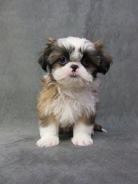 Puppies for sale from dog breeders near baltimore, maryland. Just Puppies - Maryland, Baltimore, Washington D.C ...