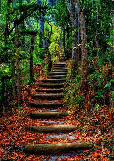 Stairs Into Nature Photo By Robert Saddler Source