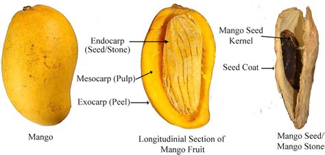 Structure Of Mango Fruit And Seed Kernel Download Scientific Diagram