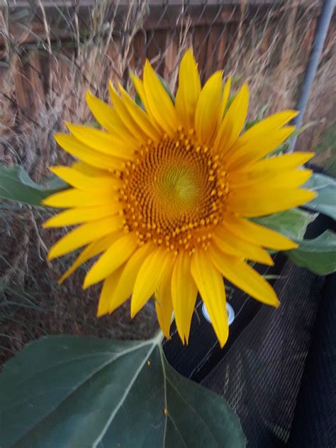 Terraced planters can add a great value to your landscape's appeal. Arizona gardening | Arizona gardening, Garden, Plants