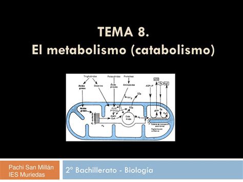 Ppt Tema El Metabolismo Catabolismo Powerpoint Presentation