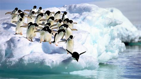 Papeis De Parede 1920x1080 Pinguim Adelie Penguins Antarctica Animalia