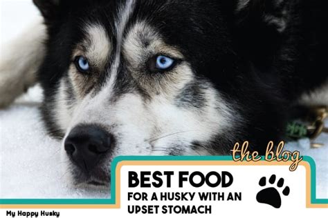 White meat sources offer better benefits and help to avoid clogging of harmful substances in the dog's organs. The Best Food For a Husky With a Sensitive Stomach - My ...