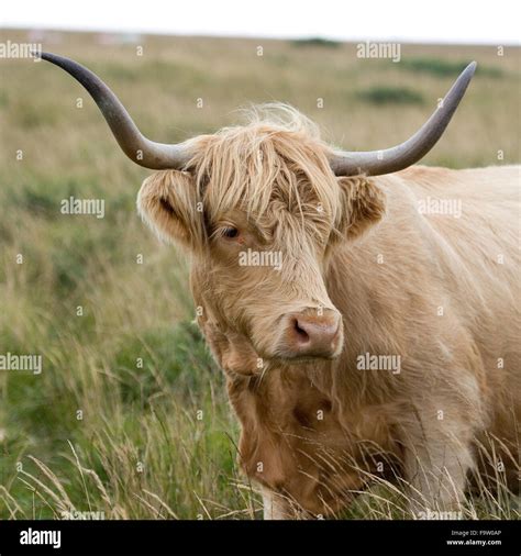 Highland Cow With Horns In Field High Resolution Stock Photography And
