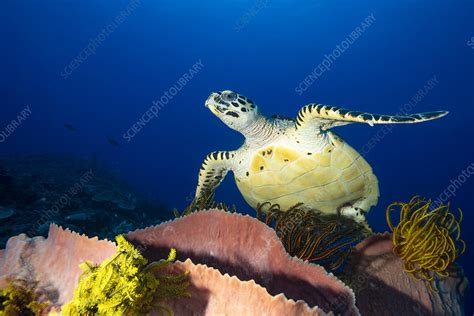 Hawksbill Turtle Swimming Over A Reef Stock Image C0417529