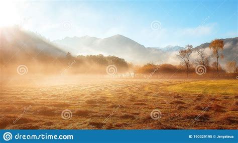 Wonderful Dramatic Scene Fantastic Foggy Sunrise Over The Meadow With