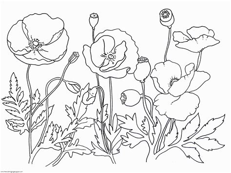 The common colors are just ranges from white, black, or brown, but children are free to add other colors according to their innocent fantasies. Coloring Pages Poppy Flower - Coloring Home