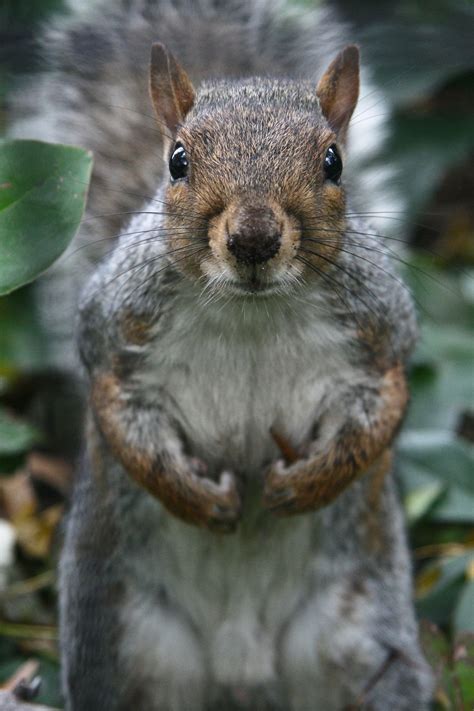 This Central Park Gray Squirrel Gives The Photographer An Inquisitive
