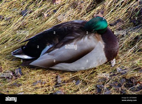 High Angle View On A Male Mallard Duck Sleeping In Dry Grass Also