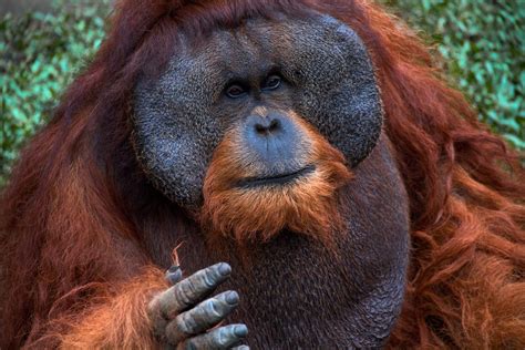 24 Hunger For Resources Leaves Sumatras Orangutans Without Homes