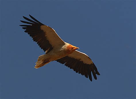 We did not find results for: Eagle of Saladin - Wikipedia