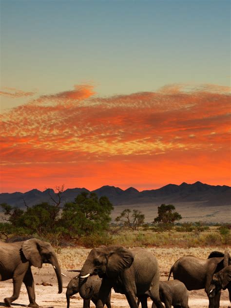 Free Download Elephants In African Savanna 4k Ultra Hd Wallpaper 4k