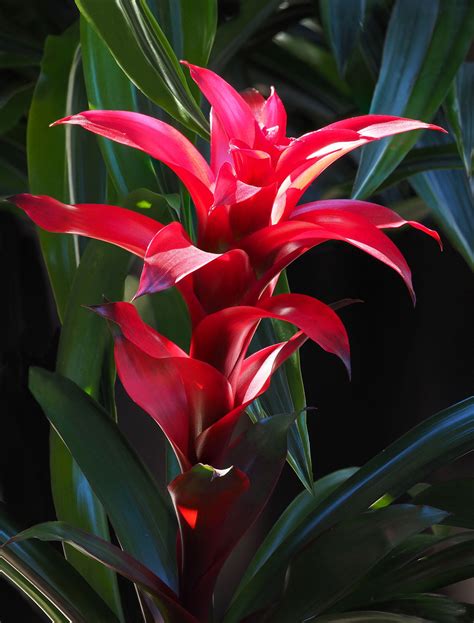 Bromeliads come mostly from south america but can be found as north as virginia. Much Needed Tips on How to Plant Bromeliad Pups are Right Here