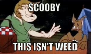 SCOOBY THIS ISN T WEED Scooby This Isn T Weed Shaggy This Isn T Weed Know Your Meme Meme