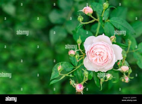 Charming Pink English Rose Austin In The Garden With Closed Buds Stock