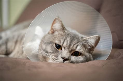 Male Cat Neutering Aftercare 8 Effective Tips For A Speedy Recovery