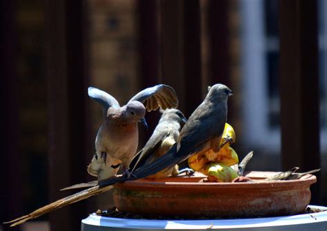 Free Images : apple, food, garden, fauna, outdoors, birds, wings, dove