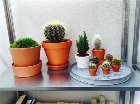 You can enjoy in your traveling periods. Cactus (Desert Type) Guide | Our House Plants