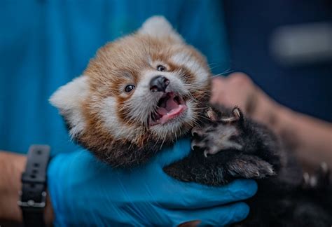 Twin Red Panda Cubs Born At Chester Zoo Nature And Wildlife Discovery