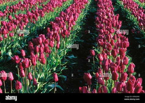 Tulips Willamette Valley Oregon Usa Stock Photo Alamy