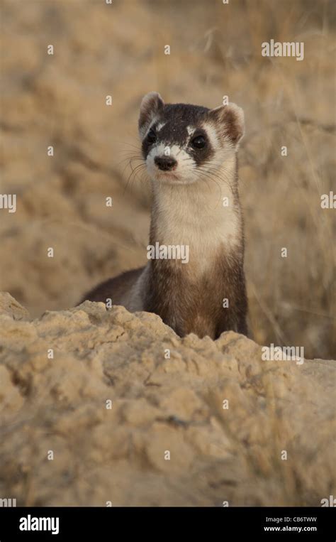 Stock Photo Of A Wild Black Footed Ferret By Its Burrow Stock Photo Alamy