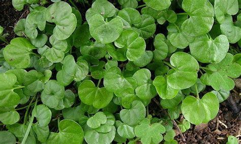 Most commonly called dichondra in australia. Pin on Plants in My Yard