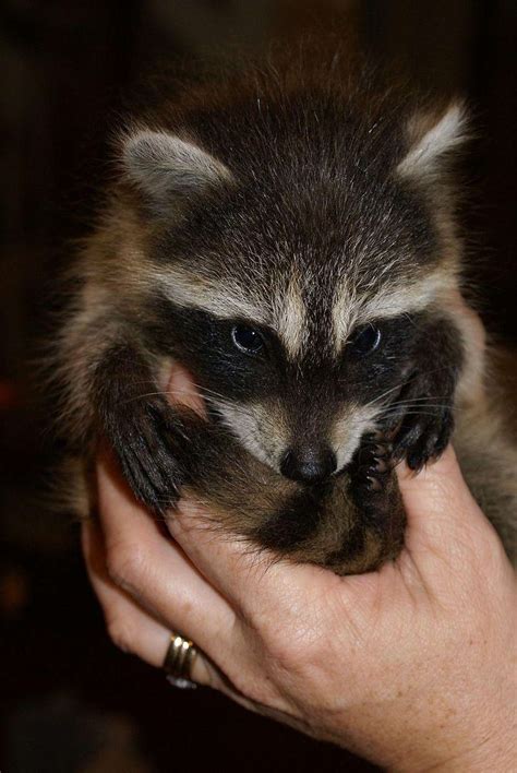 Are raccoons aggressive to people and pets? 16 Raccoons Cute Enough To Negate Your Fear Of Rabies (Photos)