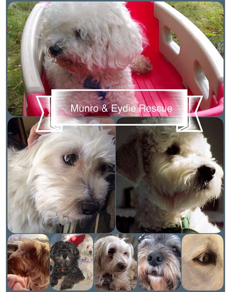 El paso zoo is open. Munro & Eydie Rescue , hoping to say some dogs in El Paso , Texas . | Dog love, Dogs