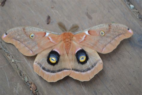 80 Best Of Polyphemus Moth Are They Poisonous Insectza