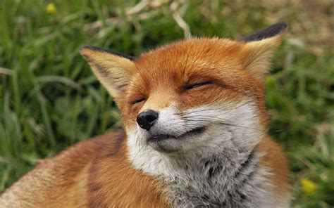 65 top fox racing wallpapers , carefully selected images for you that start with f letter. Red Fox Wallpapers - Wallpaper Cave