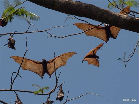 Males of this species mate with multiple females. Amazing Magazine: Giant golden-crowned flying fox