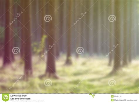 Evening Coniferous Forest Stock Image Image Of Summer 52152175