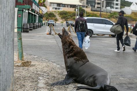 A Seal In Hout Bay In Cape Town South Africa Editorial Photography