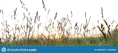 Blurred Background Image Of Meadow Grass At Sunset In Summer With Low