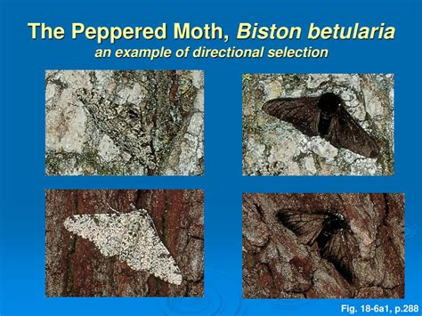 How Does The Peppered Moth Show Evolution Adopt And Shop