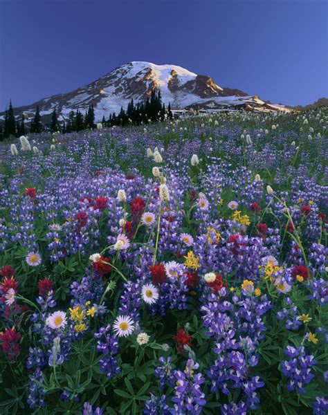 Wildflowers Mount Rainier National Park Washington Beautiful