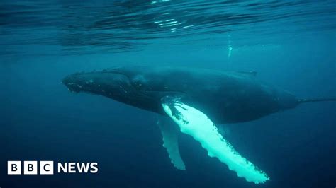 humpback whales filmed and photographed underwater in uk first bbc news