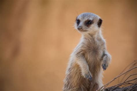Meerkat Meerkat Animals Pets