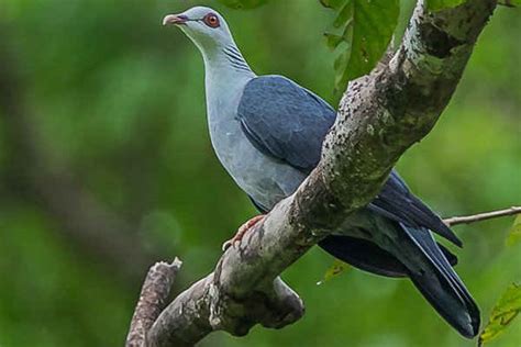 Endemic Birds In Andaman Collection Of Photographs Of Birds And