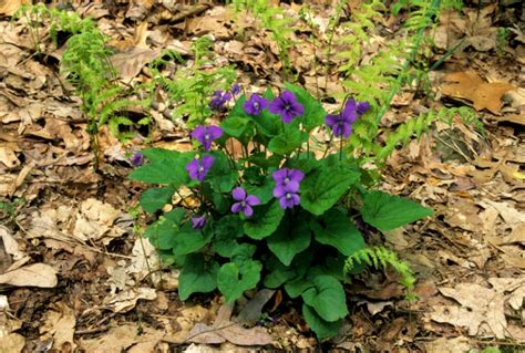 Eight Edible Spring Plants That Grow Wild In West Virginia West