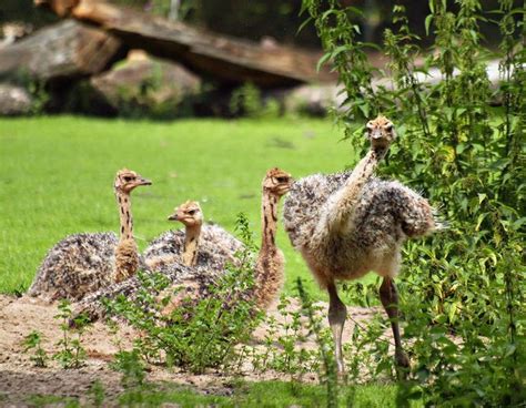 Ostrich Chicks Animals Large Flightless Bird Ostrich