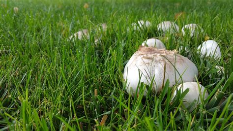 Backyard Mushroom Identification 11 Edible Mushrooms In The Us And
