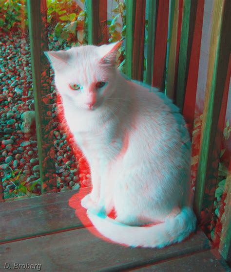 White Cat 3d Use The Red Cyan 3d Anaglyph Glasses To V David
