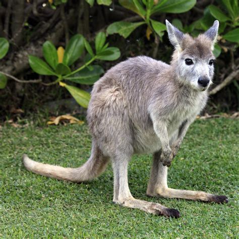 Top 10 Endangered Animals In Australia Amo