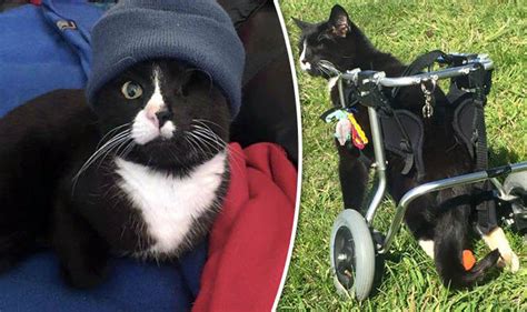 Disabled Cat In Wheelchair Becomes Internet Sensation Nature News